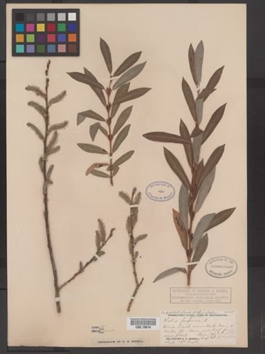 Salix purpurea