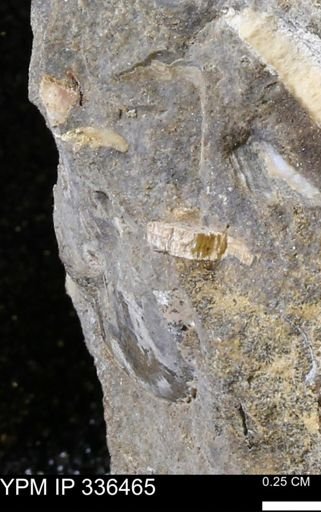 undet. Mollusca