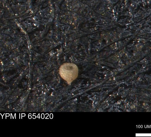 Clathrocyclas (Clathrocyclas) irrasa