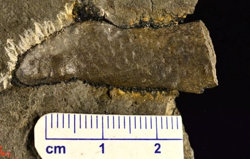 Lepidodendron