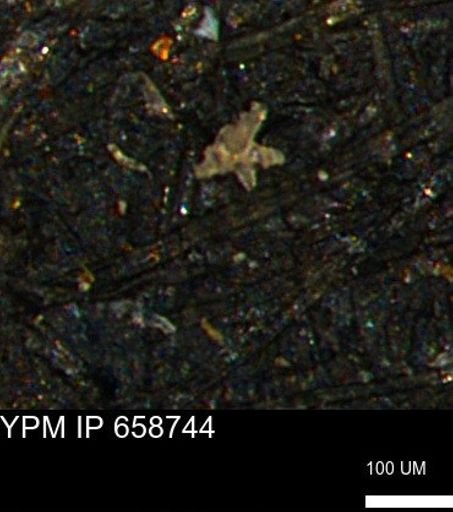 undet. Porifera