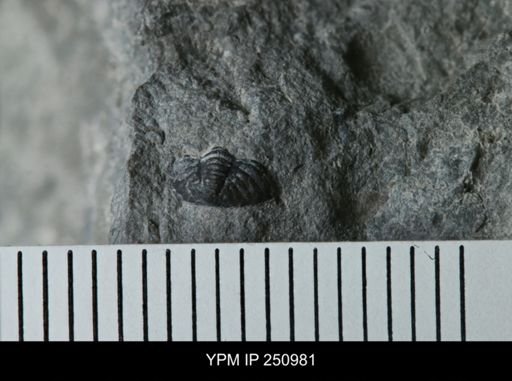undet. Phacopidae