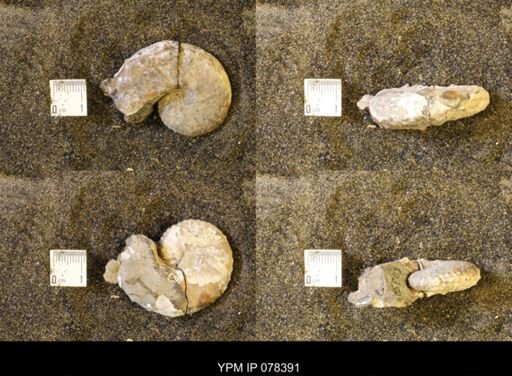 Discoscaphites gulosus