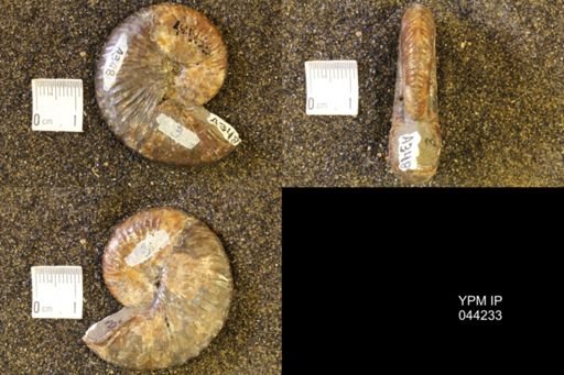 Hoploscaphites comprimus