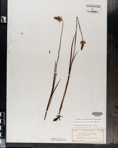 Habenaria