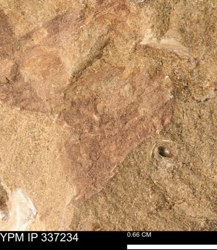 undet. Mollusca