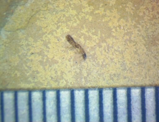 undet. Hexapoda
