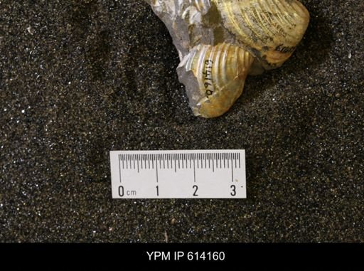 Inoceramus sp.