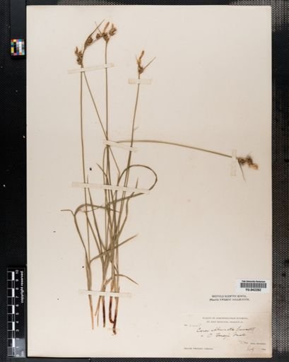 Carex