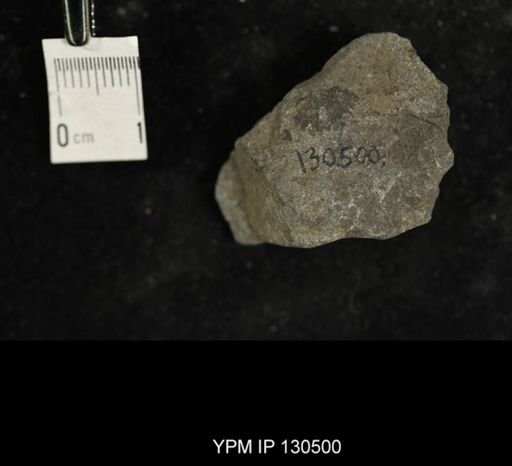 Proetus?