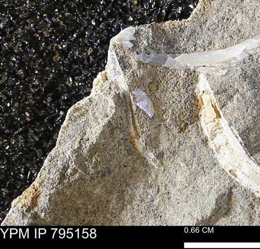 undet. Bivalvia