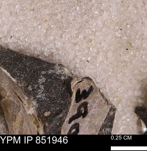 undet. Foraminifera