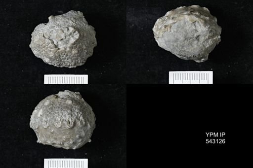 Megistocrinus rugosus?