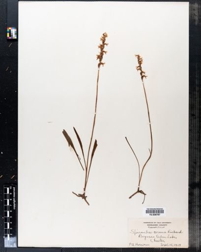 Spiranthes cernua