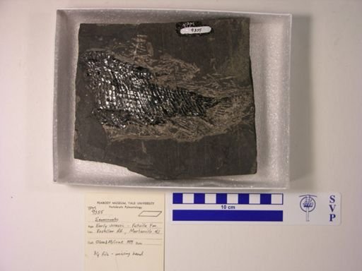 Semionotus sp.