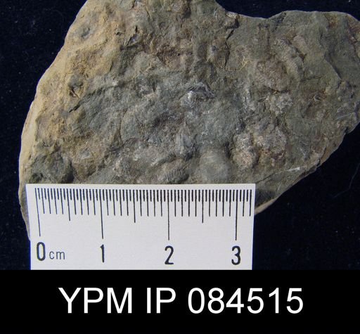 Parmorthis visbyensis nana