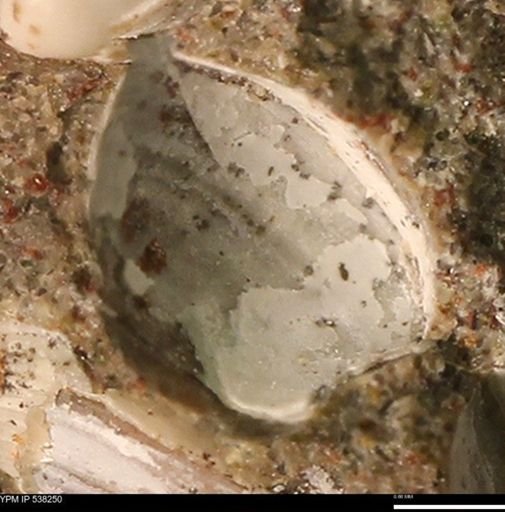 Corbulamella gregaria