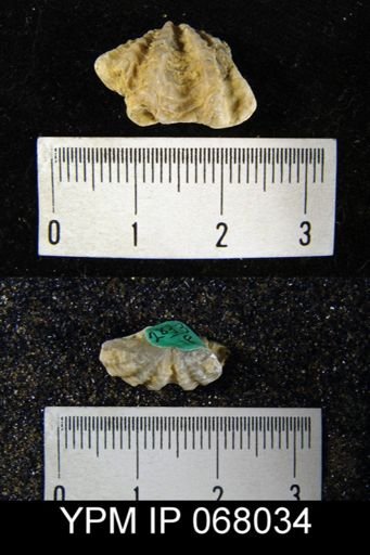 Megakozlowskiella perlamellosa