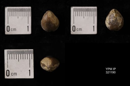 Dielasma turgida