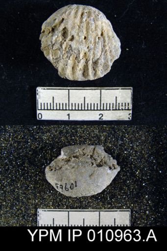 Meekella irregularis texana