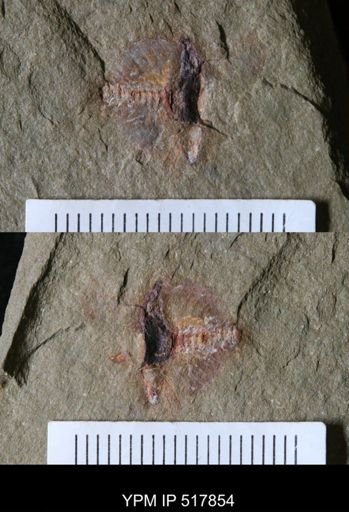 undet. Xiphosurida