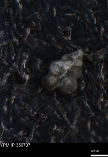 undet. Foraminiferida