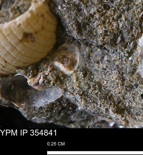 undet. Mollusca