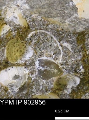 Corbulamella gregaria
