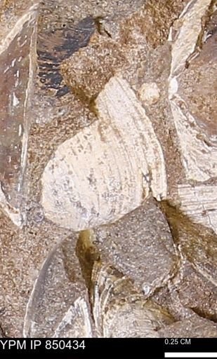 Limopsis striatopunctatus