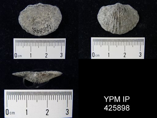 Tropidoleptus sp.