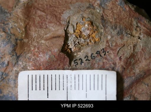 undet. Eocrinoidea