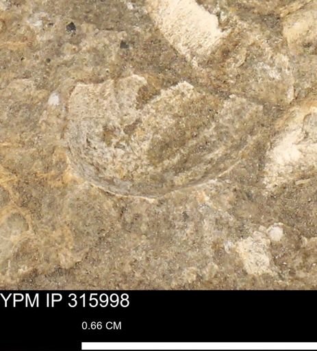 undet. Mollusca