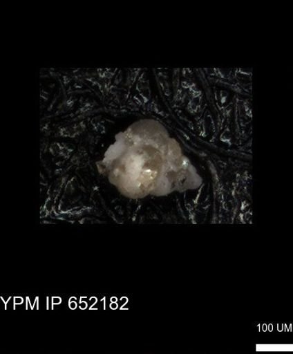 undet. Heterohelicidae