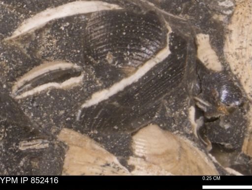 Limopsis striatopunctatus