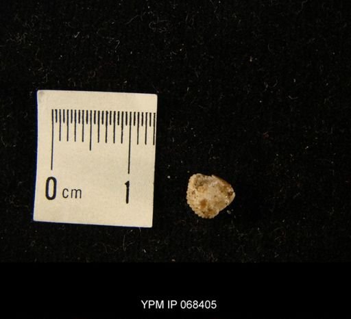 Ancistrorhyncha sp.
