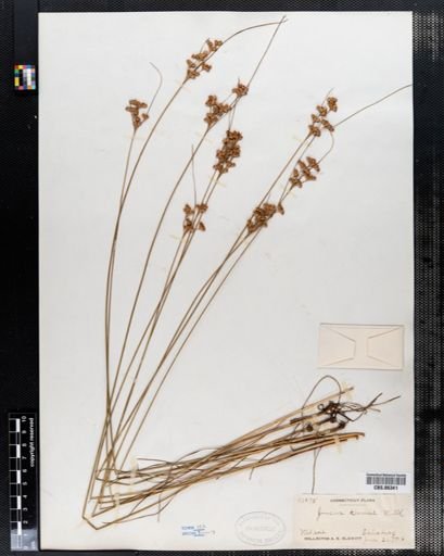 Juncus tenuis