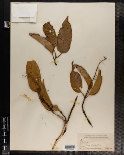 Plantae