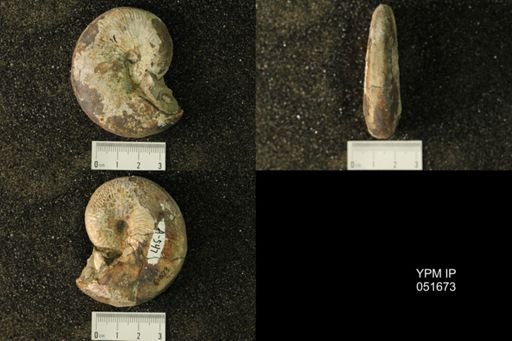 Hoploscaphites nicolletii