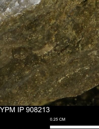 undet. Mollusca