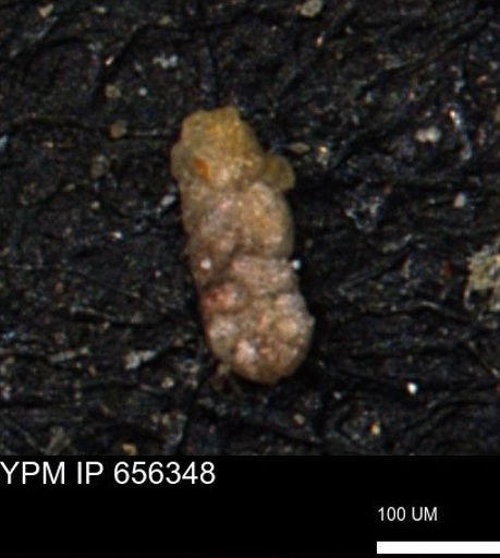 Ammobaculoides whitneyi