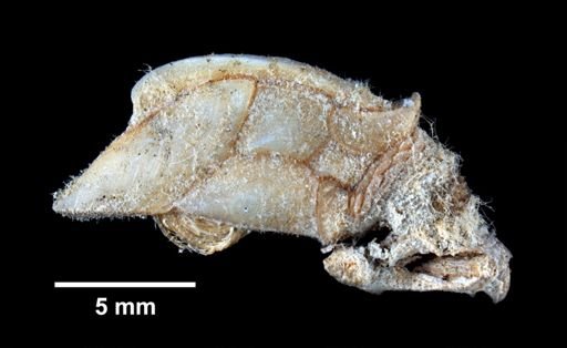 Scalpellum