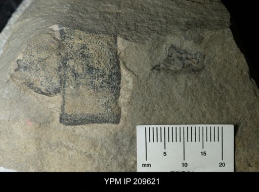 undet. Pterygotidae