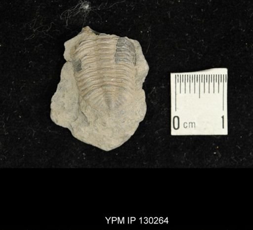Eldredgeops rana