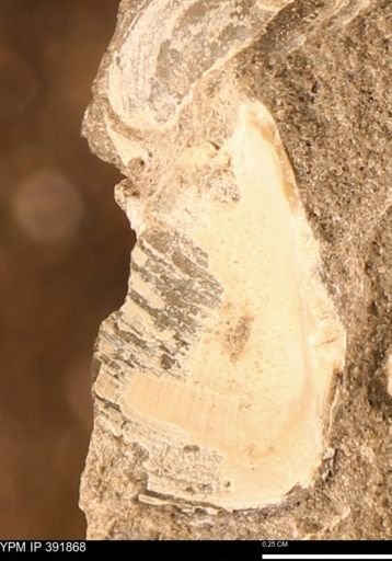 Protocardia sp.