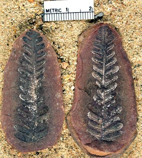 Pecopteris