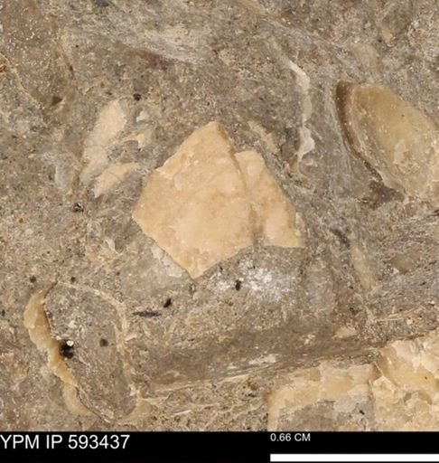 taxon undetermined