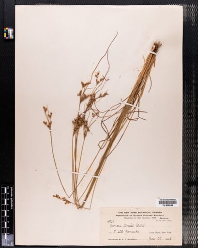 Juncus tenuis