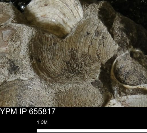 Limopsis striatopunctatus