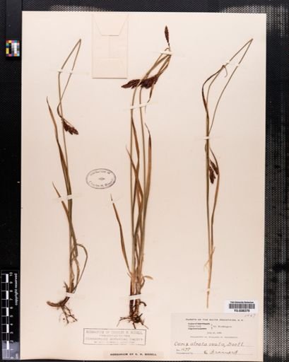 Carex