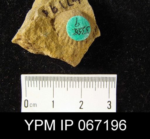 Atrypa reticularis